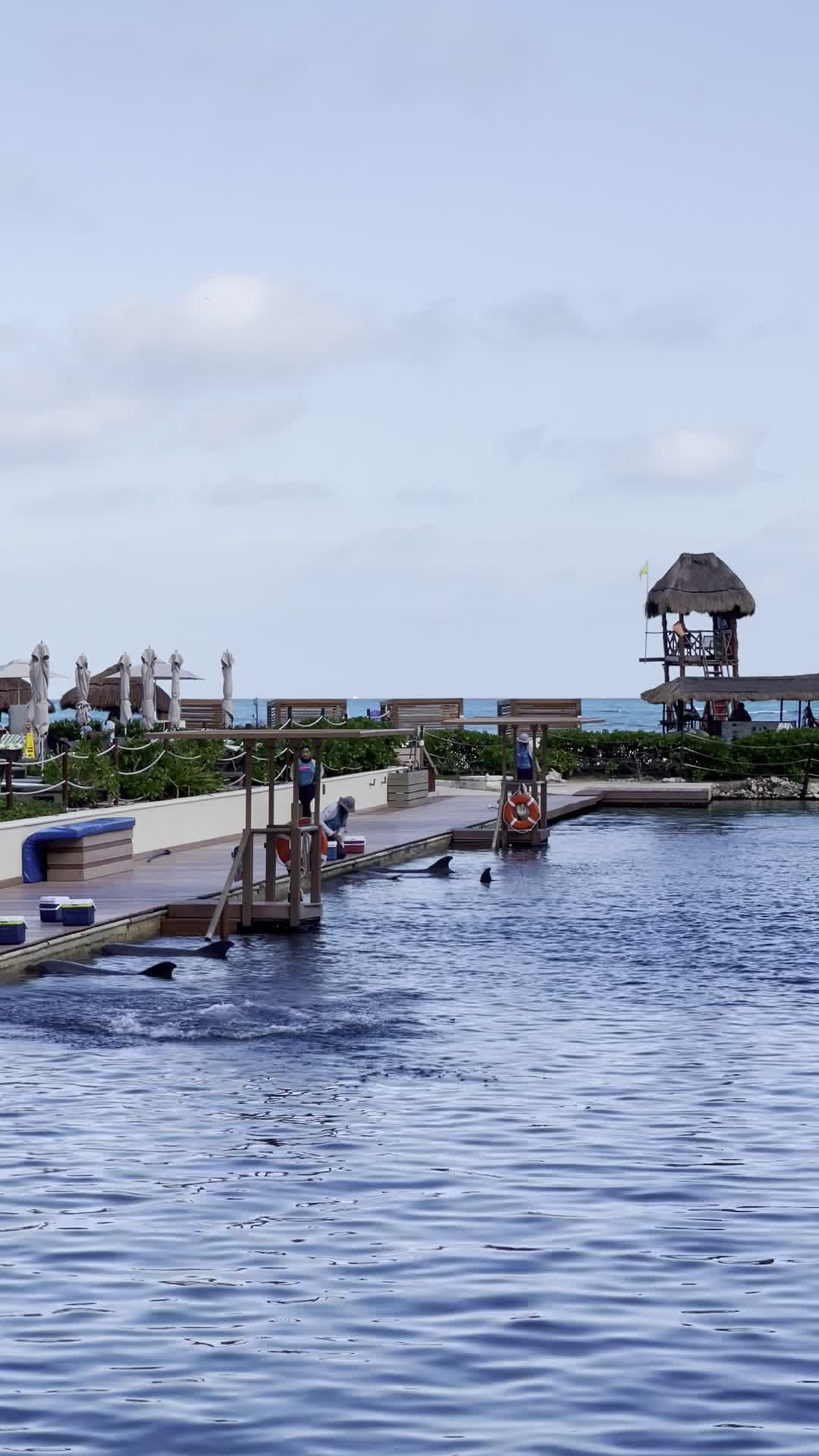 Dolphin pool