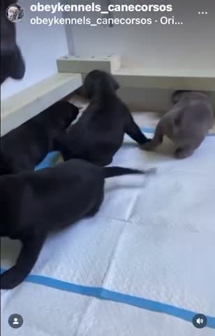 Tilly with her Pups ( previous litter )