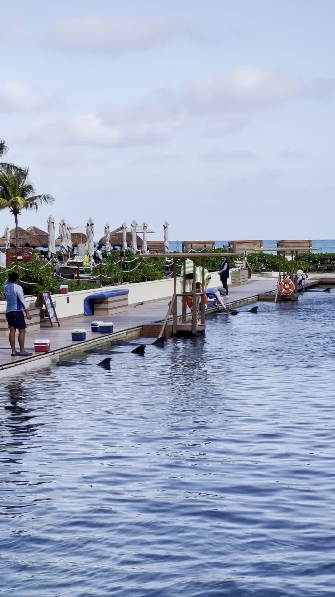 People swam with dolphins in this pool