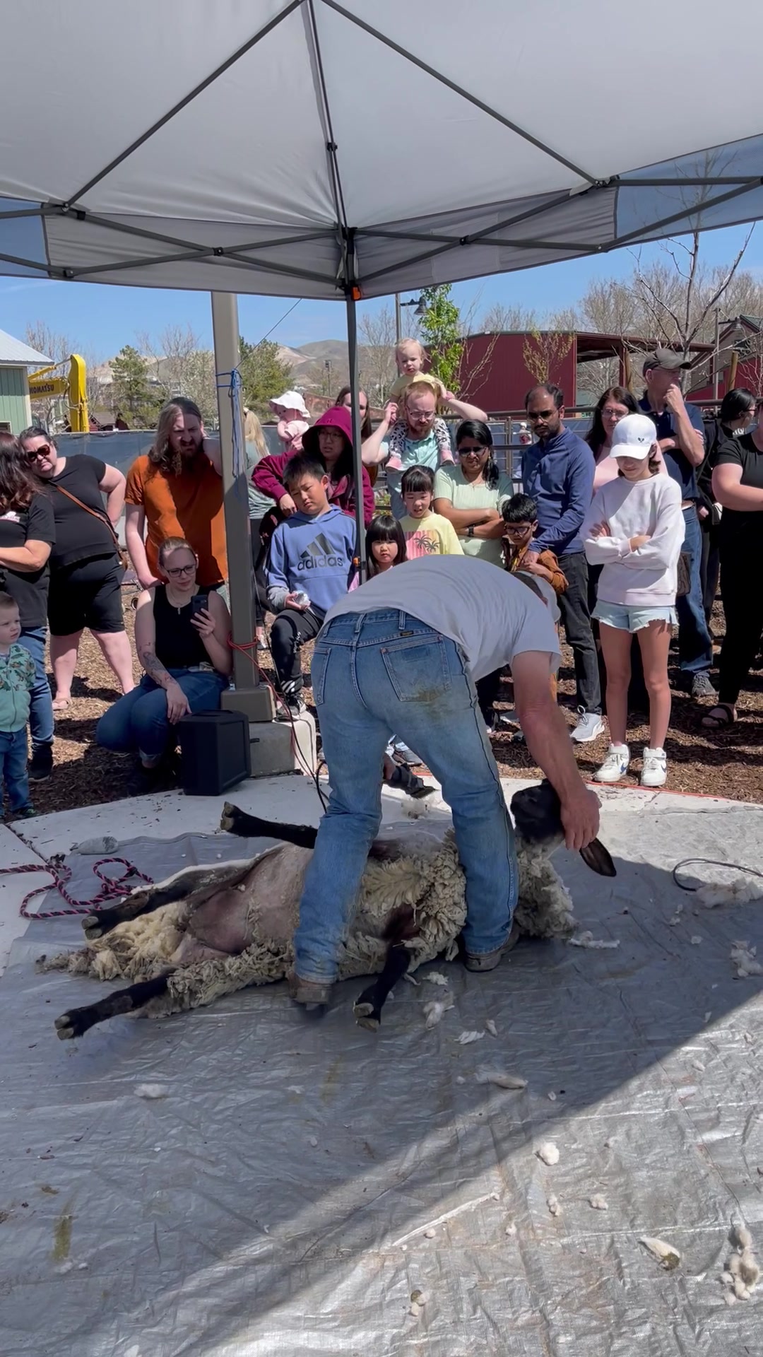 Sheering the sheep