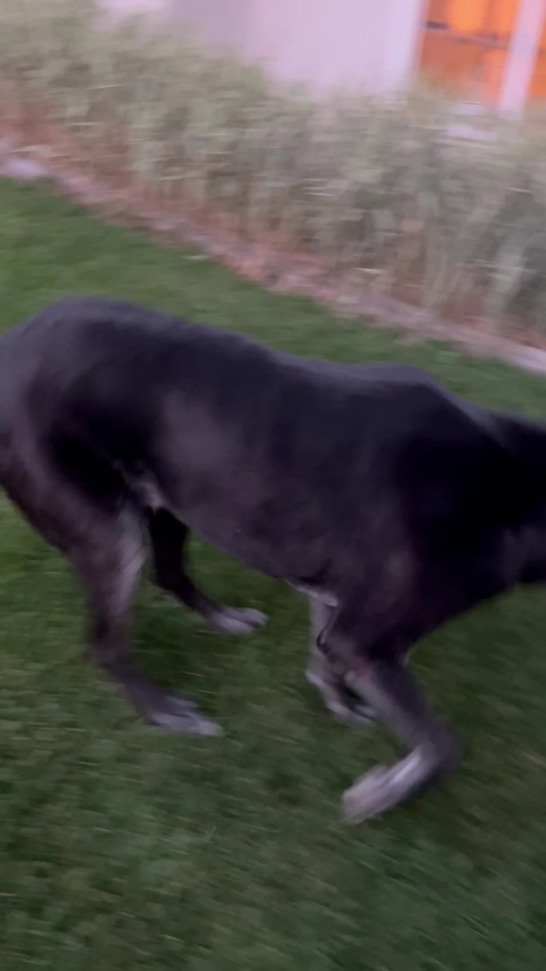 Tosh roams around the yard